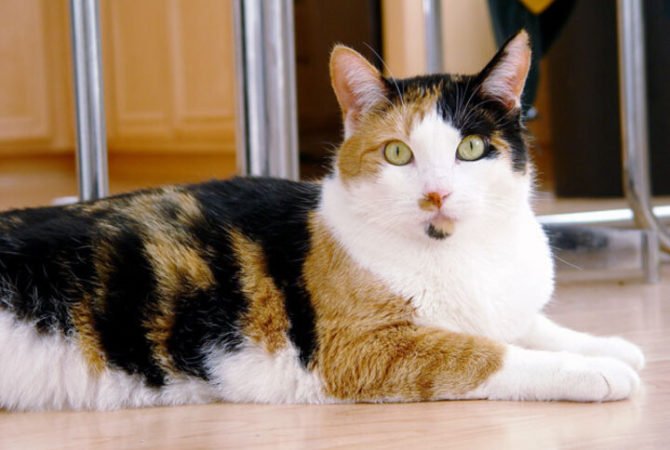 Estudo revela mutação genética que dá cor laranja a gatos