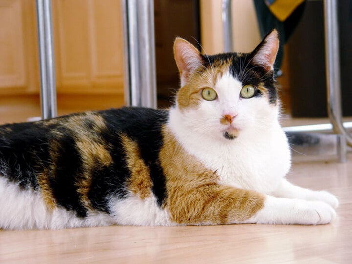 Estudo revela mutação genética que dá cor laranja a gatos