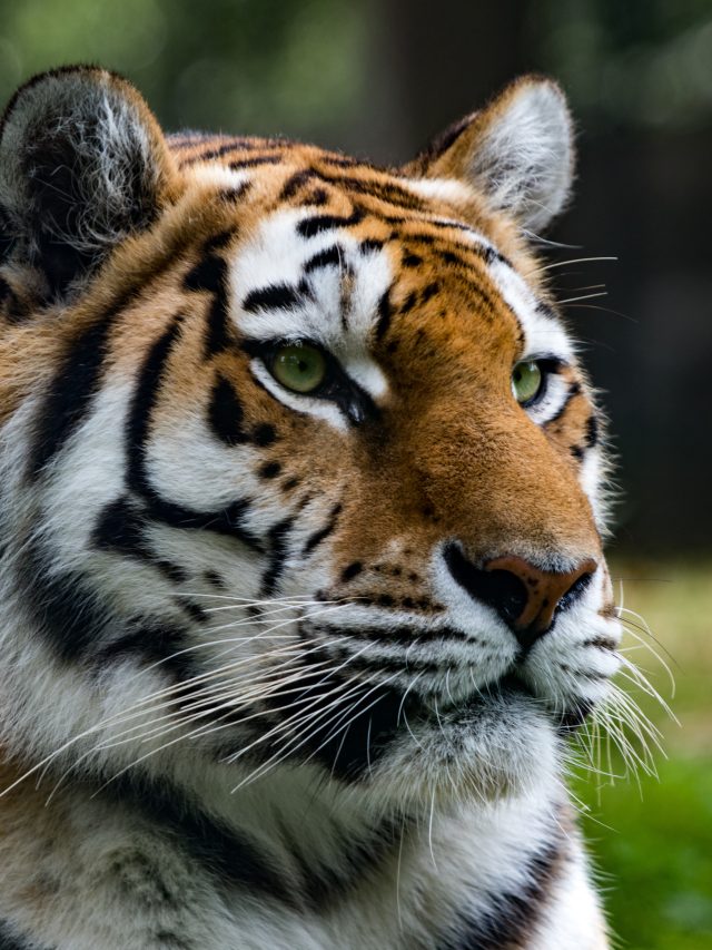 Tigre ‘romântico’ procura por parceira de cativeiro por 200 km; e encontra