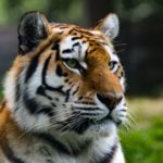 Tigre-siberiano - NEUTRA