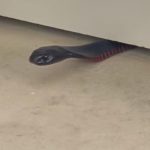 Cobra se espreme para fugir de captura em obra de construção na Austrália