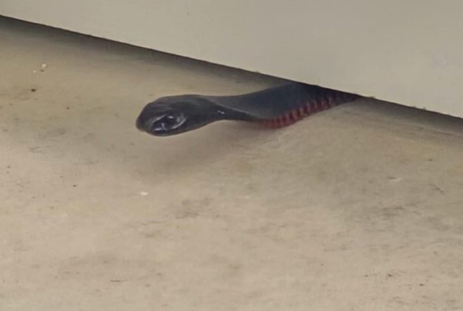 Cobra se “espreme” e usa tática curiosa para escapar de captura