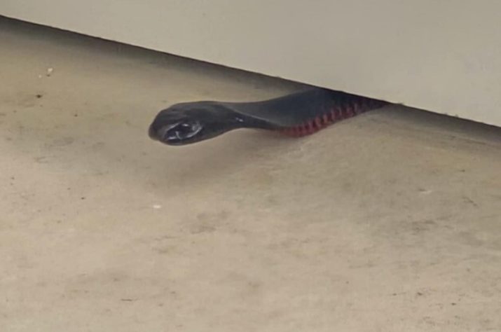 Cobra