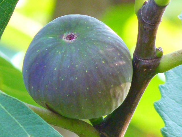 Alguns botânicos, porém, destacam que o figo, assim como morango, caju, maçã e abacaxi, não é fruta, mas sim uma ‘flor invertida’,  (pseudofruto), com estruturas florais internas.