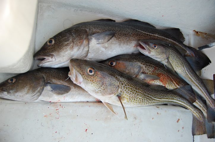 E para você que pensou "mas e Portugal?", aqui vai outra surpresa: nenhum peixe da família do bacalhau é pescado no país da Península Ibérica! - Susanna Winqvist por Pixabay