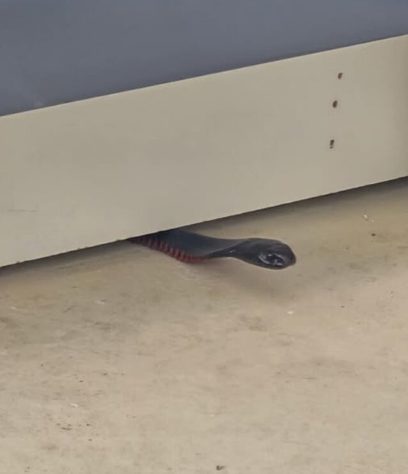 Cobra