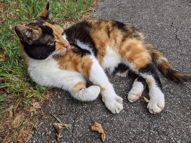 Gatos