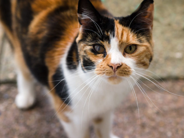 Gatos