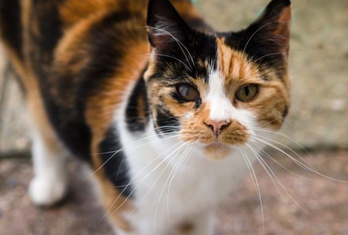 Gato tortoiseshells com pelagem laranja - James - Petts/Wikimedia Commons