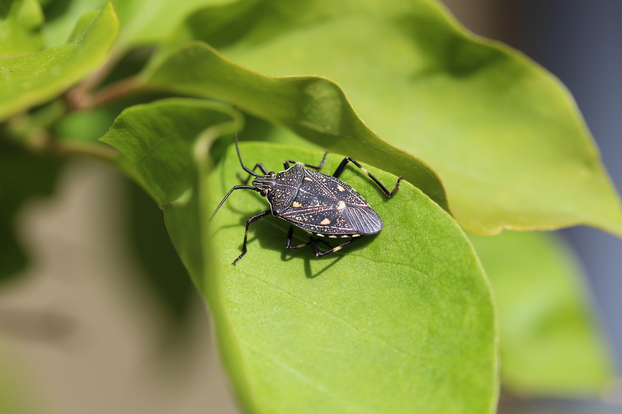 Percevejos ( Cimex lectularius) 
são pequenos insetos hematófagos , ou seja, alimentam-se de sangue.. Originários da Ásia, se espalharam globalmente devido à migração e ao comércio internacional.
