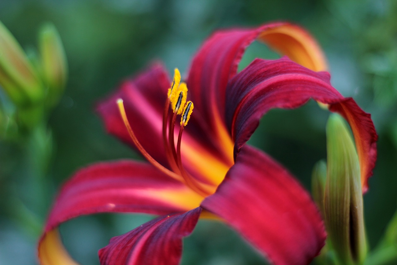 Hemerocallis spp., conhecida como hemerocallis vermelha, tem origem na Ãsia, particularmente na China e JapÃ£o. Cultivada em jardins ao redor do mundo, incluindo Brasil e EUA, suas flores efÃªmeras desabrocham no verÃ£o, oferecendo uma beleza intensa e passageira.
