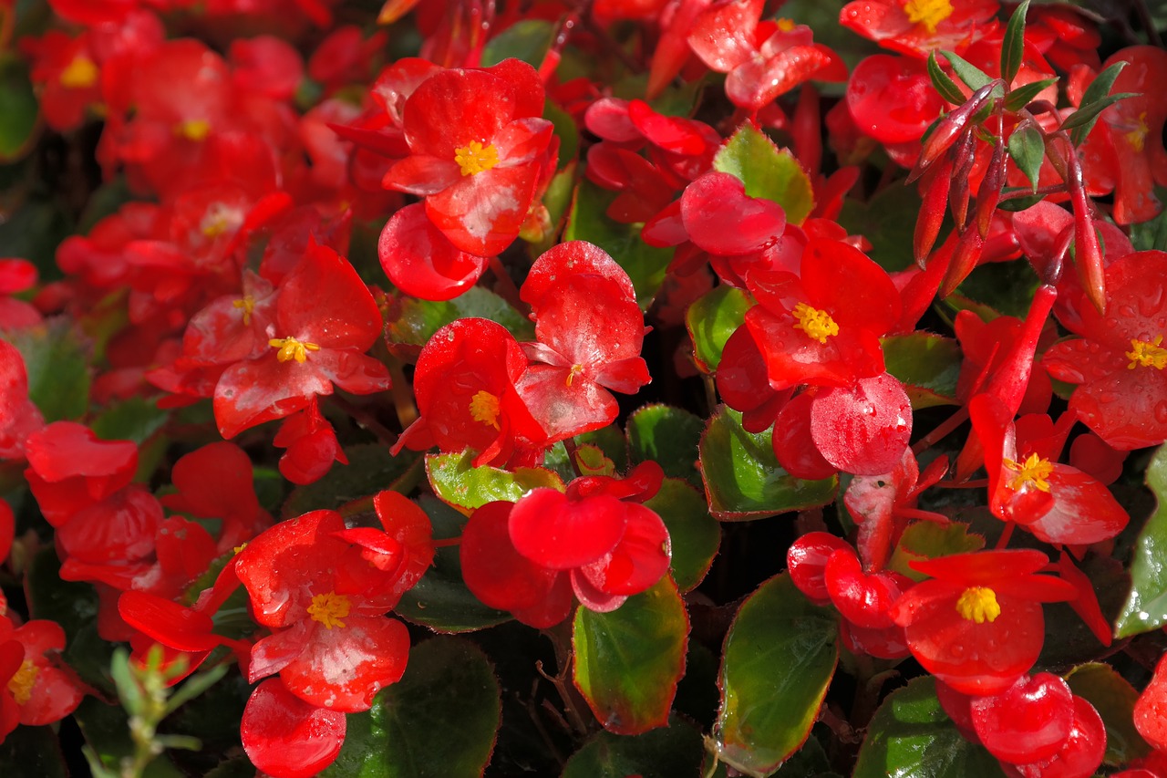 Begonia Ã? semperflorens-cultorum, a begÃŽnia vermelha, tem origem no Brasil, mas Ã© amplamente cultivada nos EUA e Europa. Adaptada a jardins e vasos, pode florescer o ano todo, apresentando flores delicadas e coloridas.
