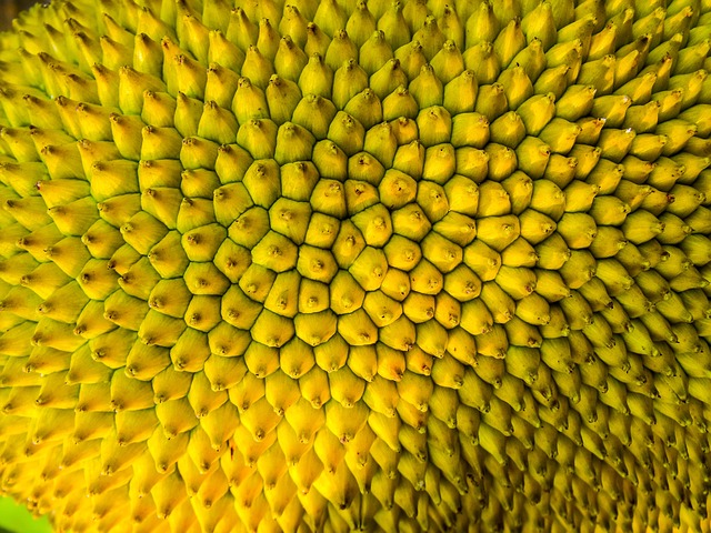Nativa do sul da Índia, esta fruta foi domesticada de forma independente, conforme indicado pelos nomes do sudeste asiático que não são derivados das raízes sânscritas.