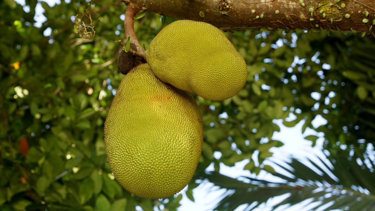Assim como tantas outras plantas, a jaqueira (Artocarpus heterophyllus) chegou ao Brasil por mÃ£os portuguesas. OriginÃ¡ria da Ãndia, a jaca teve um papel importante no reflorestamento da Floresta da Tijuca em virtude da falta de Ã¡gua em determinada Ã©poca