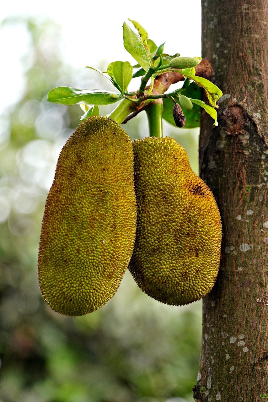 Uma jaqueira madura produz cerca de duzentos frutos por ano, com árvores mais velhas produzindo até quinhentos frutos ao longo dos 365 dias. 