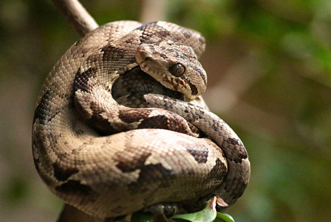 Cientistas descobrem que jiboia emite ‘voz individual’ diante de predadores; entenda