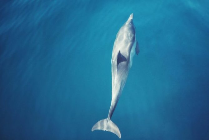 Escuta instalada em golfinho solitário revelou comportamento que causou surpresa