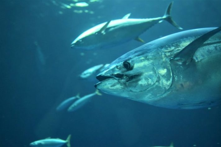 Atum bluefin