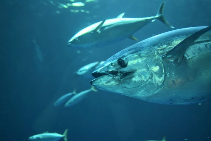 Pesquisas lideradas por Clive Trueman, da Universidade de Southampton, no Reino Unido, utilizam otólitos — estruturas no ouvido dos peixes — para entender como a temperatura afeta seu metabolismo e crescimento.