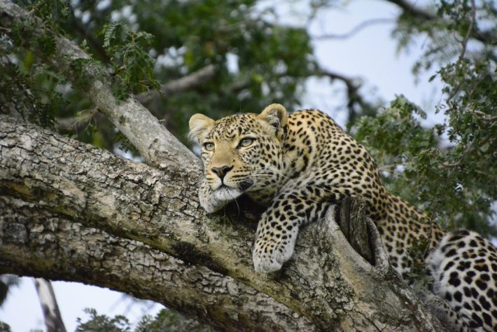 Leopardo
