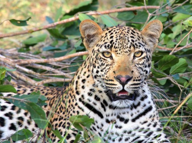 Leopardo