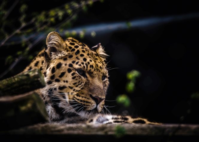 Leopardo