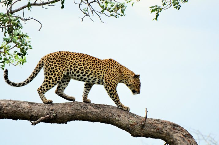 Leopardo