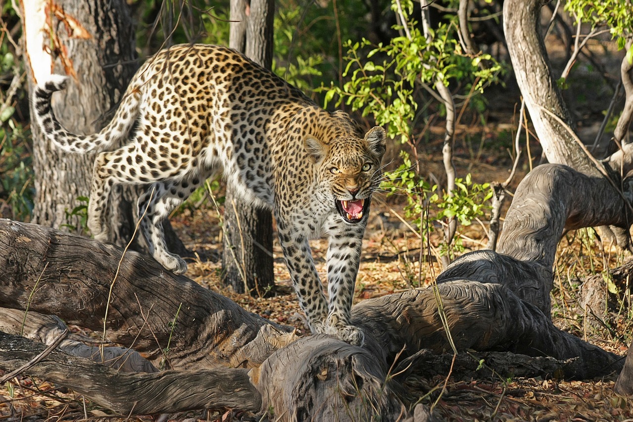 A pelagem deste animal é amarela, coberta por pequenas manchas redondas de coloração preta. O leopardo possui uma longa cauda, que o ajuda a manter o equilíbrio ao subir em árvores ou ao fazer longas corridas em grandes velocidades (cerca de 60 km/h).