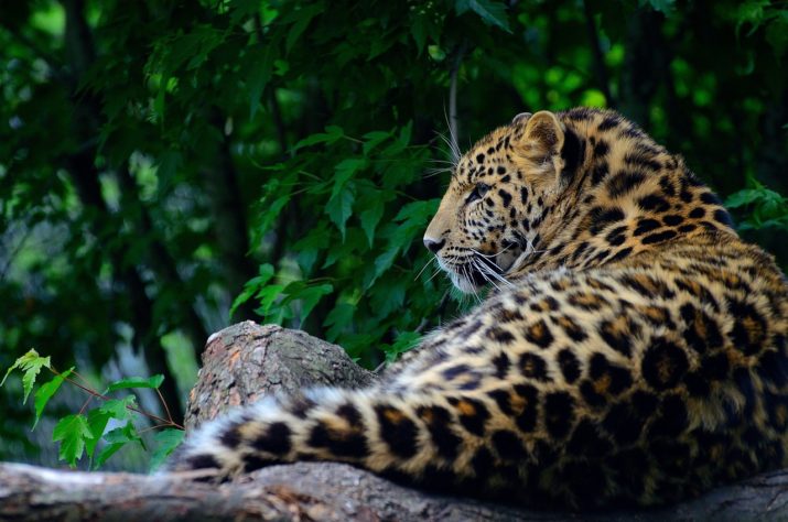 Leopardo