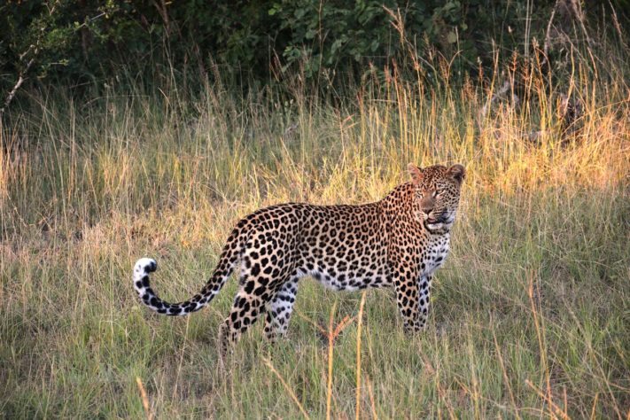 Leopardo