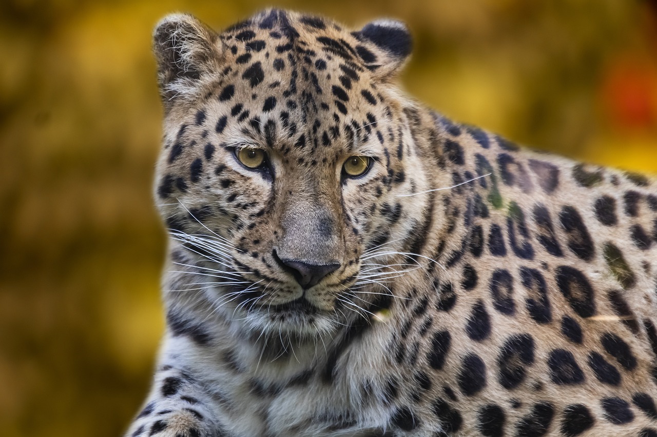 Algumas estão criticamente ameaçadas, como o leopardo-de-amur e o leopardo-da-arábia. O leopardo-nebuloso (Neofelis nebulosa) e o leopardo-das-neves (Panthera uncia) são espécies que pertencem a gêneros diferentes, e não são verdadeiramente leopardos.