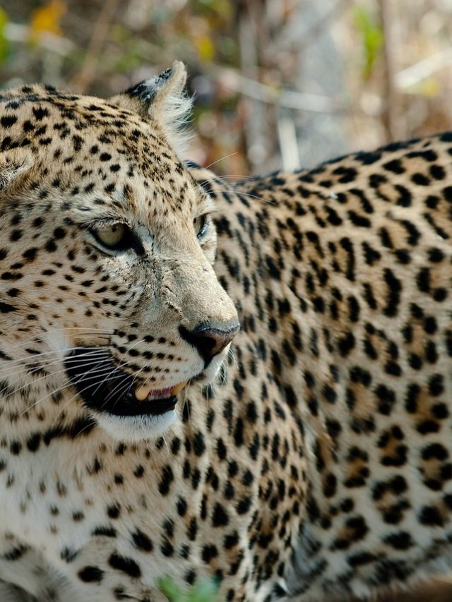 Número de leopardos cresce na maior área de conservação do planeta
