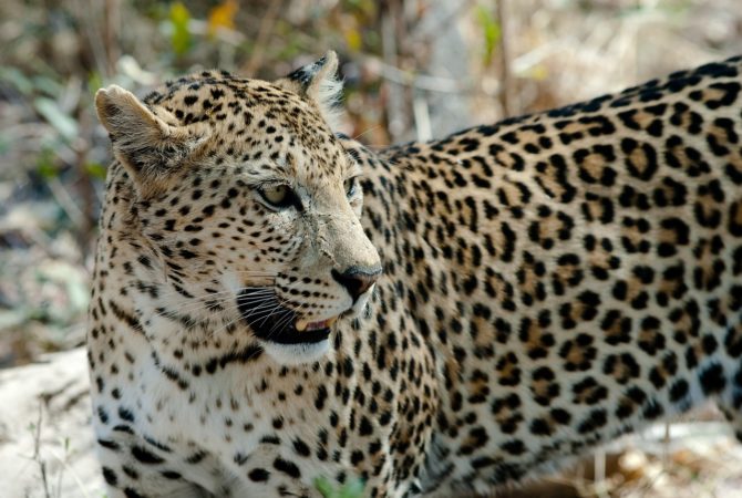 Número de leopardos cresce na maior área de conservação do planeta