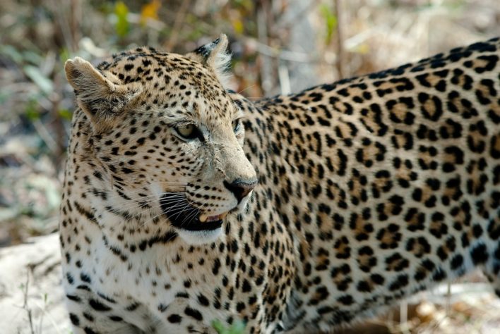 Leopardo