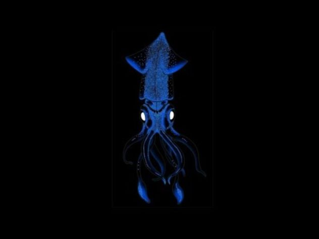 Mar Iluminado - bioluminescência