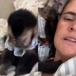 Montagem - Justiça determina que Ibama devolva macaca de estimação para família