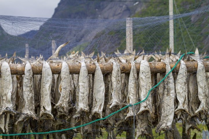 Segundo a BBC, ao longo do século 14 a Marinha lusitana descobriu que o processo de conservação por salga e secagem estenderia a durabilidade do bacalhau por anos nos porões dos navios. - Tapani Hellman por Pixabay