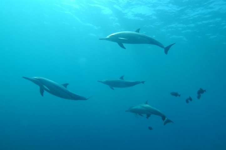 Os cientistas destacam que este fenômeno é inédito em golfinhos e ainda pouco compreendido tanto em humanos quanto em animais, não havendo casos anteriores para comparação. Enquanto isso, o mistério permanece.