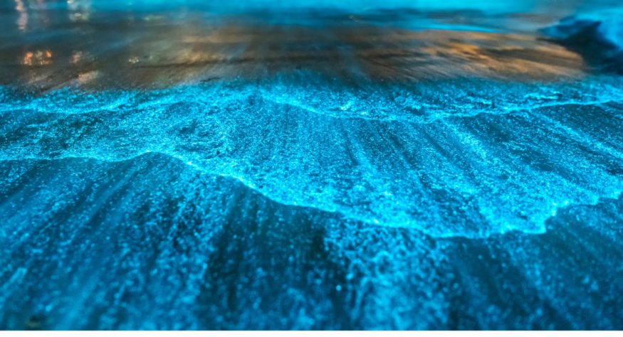 Mar Iluminado - bioluminescência