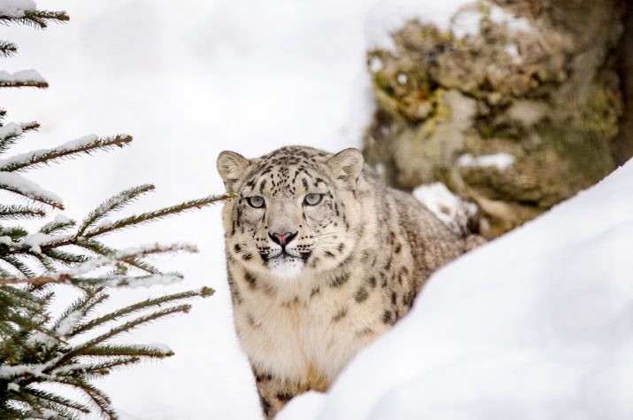Leopardo