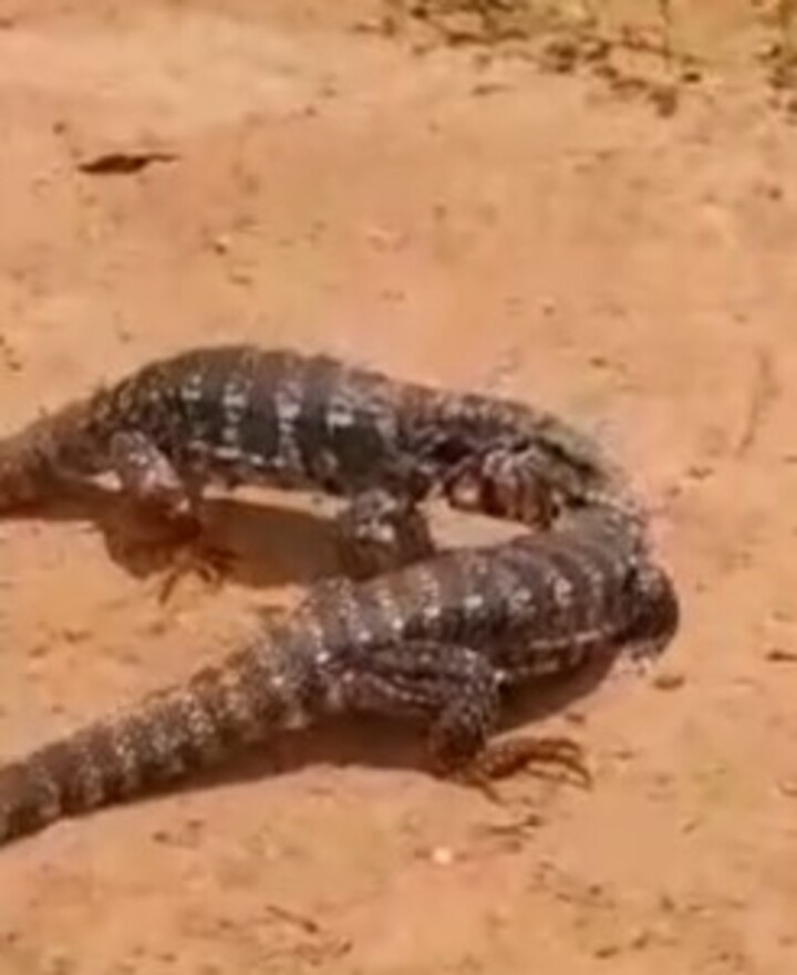 Homem registra briga violenta entre lagartos no interior de São Paulo