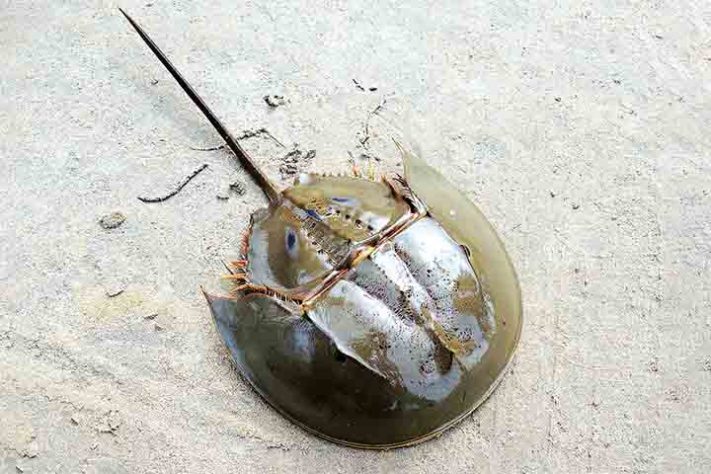 Caranguejo Ferradura,  artrópode quelicerado, Animal
