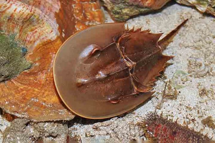 Caranguejo Ferradura,  artrópode quelicerado, Animal