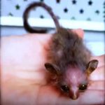 Galago, animal, primatas - Reprodução de Rede Social