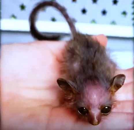 Filhote minúsculo de galago é socorrido na África