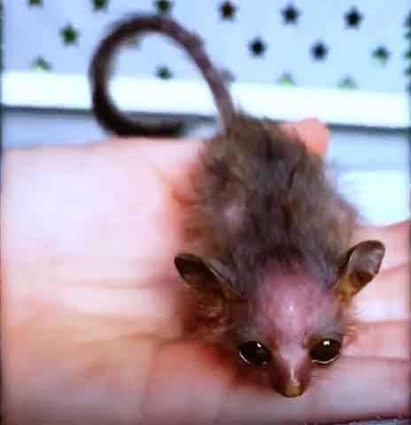 Galago, animal, primatas - Reprodução de Rede Social
