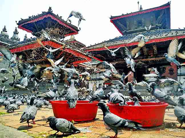 Veja cidades pelo mundo que têm muitos pombos concentrados em certos locais. Esses pontos já são até conhecidos não apenas por moradores, mas também pelos turistas. 