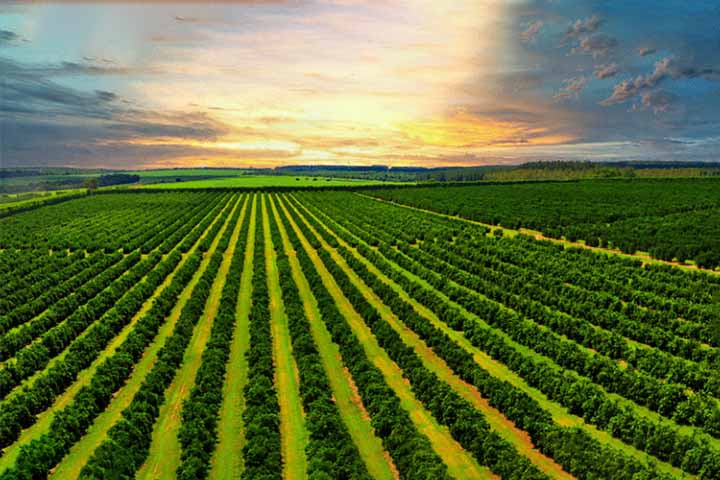 Goiânia também é um importante polo econômico na região Centro-Oeste, destacando-se nos setores de agronegócio, comércio, saúde e serviços.- Divulgação