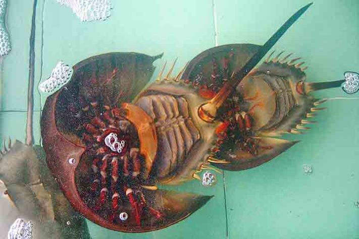 Caranguejo Ferradura, artrópode quelicerado, Animal