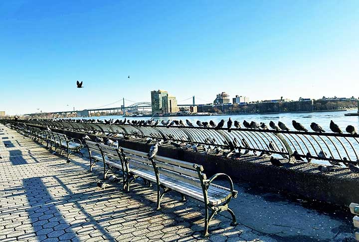 Nova York, EUA: Nos Estados Unidos, os pombos proliferam por causa da abundância de alimentos e do clima favorável. Embora sejam tolerados por muitos, a cidade mantém políticas de controle e alerta sobre os riscos à saúde.
